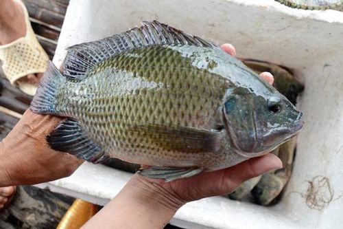 Thủng thực quản và động mạch chủ do nuốt xương cá rô phi