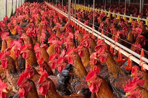 Kiến nghị Thủ tướng cấm nhập khẩu thịt sử dụng chất kích thích sinh trưởng