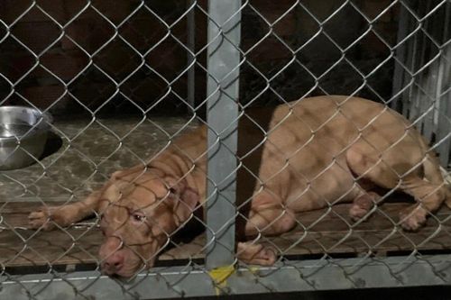 Cụ bà 82 tuổi ở Bình Dương bị chó pitbull cắn tử vong