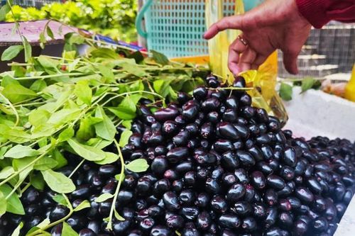 Mùa trâm rừng về phố
