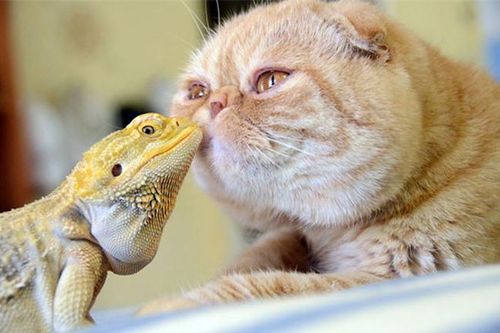 Bất ngờ cặp bạn thân 'lạ lùng' trong thế giới động vật