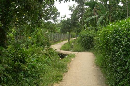 Hương giẻ giậu quê