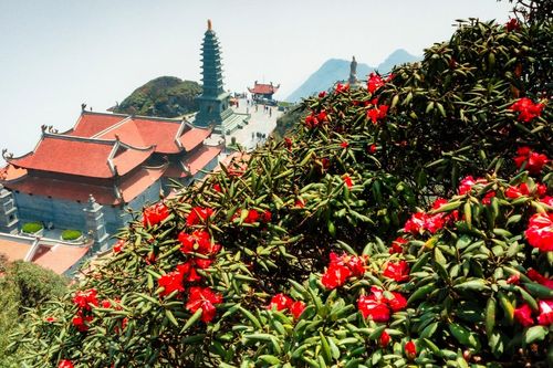 Độc đáo con đường dạo ngắm hoa đỗ quyên ở độ cao 3000m