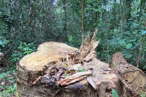 Một đảng viên bị khai trừ vì cầm đầu nhóm phá rừng ở Gia Lai