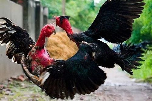 Hai người đuối nước tử vong nghi chạy trốn từ sới đá gà