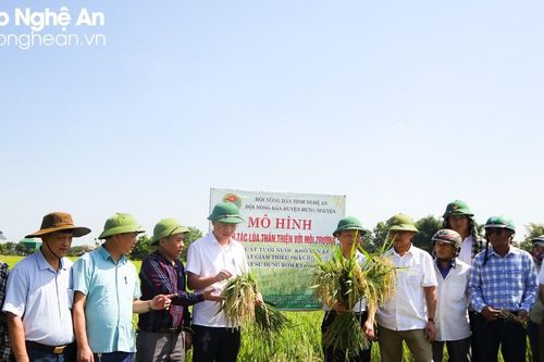 Nhân rộng 200 mô hình canh tác lúa thân thiện tại Hưng Nguyên