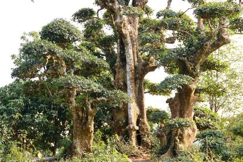 Cây duối dáng lạ 'bàn tay phật', có gì đặc biệt mà có tiền cũng không mua nổi?