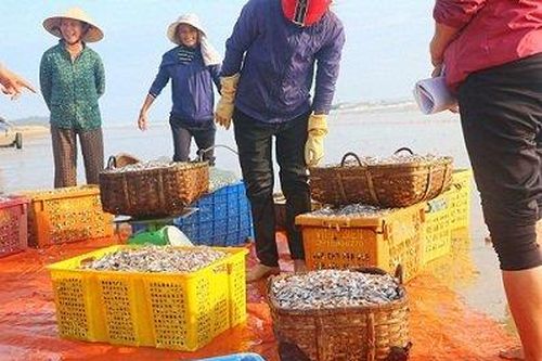 Trúng đậm 'lộc trời', dân Hà Tĩnh thu tiền triệu mỗi chuyến ra khơi