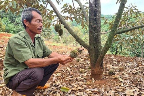 Gia Lai: Thời tiết thất thường, nông dân sốt ruột lo mất mùa sầu riêng