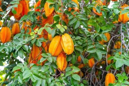 Lợi ích sức khỏe và một số bài thuốc từ quả, lá, hoa khế