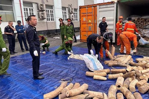 Phòng, chống rửa tiền trong buôn bán động động vật hoang dã