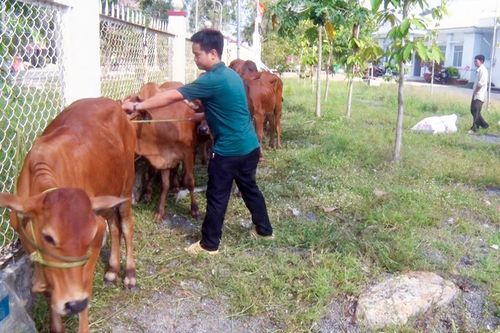 Trao thêm 12 con bò giống cho hộ nghèo huyện Tri Tôn