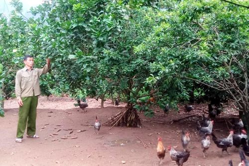 'Bám đất, bám ruộng' làm giàu chính đáng