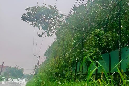 Cây đổ, sét đánh vào đường dây điện khiến hơn 1,6 ngàn hộ dân mất điện