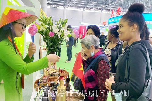 Hợp tác xã chè làm du lịch