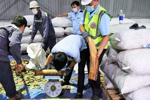 Khảo sát về phòng chống rửa tiền liên quan đến buôn bán trái phép động vật hoang dã