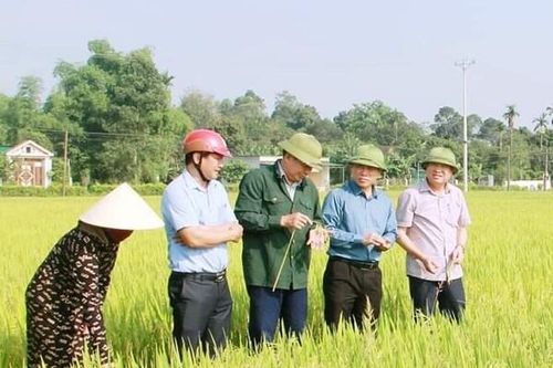 Đẩy nhanh tiến độ thu hoạch lúa, hạn chế thiệt hại do mưa lớn tại Hà Tĩnh
