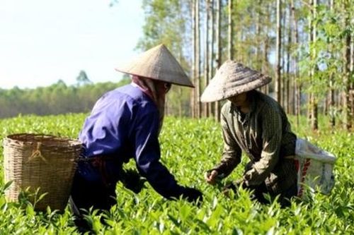 Kỷ niệm Ngày Chè thế giới 21/5: HTX chè đầu tiên ở Việt Nam có từ bao giờ?