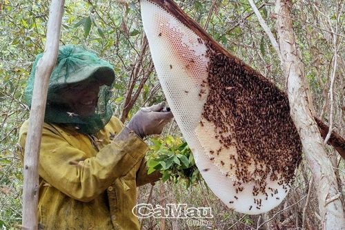 Trăm phương, nghìn kế lừa đảo - Bài 1: Tràm rớt giá còn dính... quả lừa