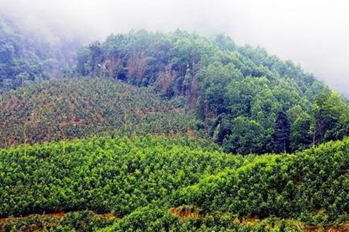 Phú Yên: Kỷ luật chủ tịch xã làm giả hồ sơ nhận tiền trồng rừng