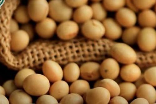 Thực hư uống sữa đậu nành ngực sẽ to hơn