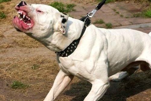 Sau hàng loạt vụ chó Pitbull cắn chết người: 'Mất bò vẫn chưa lo làm chuồng'?