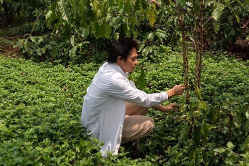 Việt Nam nỗ lực trồng hạt cây cà phê chống biến đối khí hậu