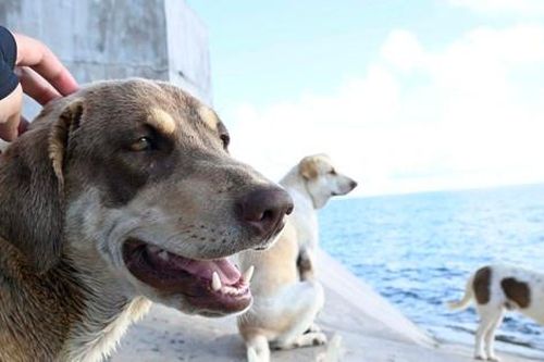 Những 'người bạn 4 chân' của lính Trường Sa