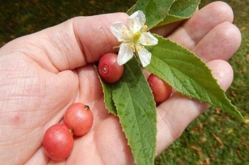Món ăn tuổi thơ dân giã một thời, 9x nuối tiếc kỷ niệm