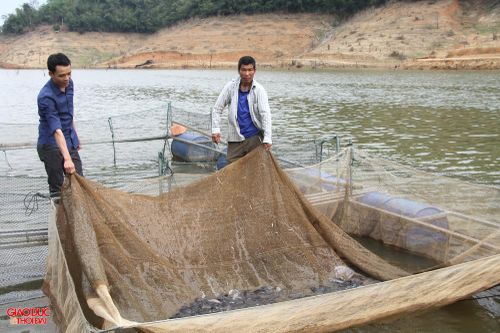 Thoát nghèo nhờ nuôi cá lồng trên lòng hồ thủy điện ở Nghệ An