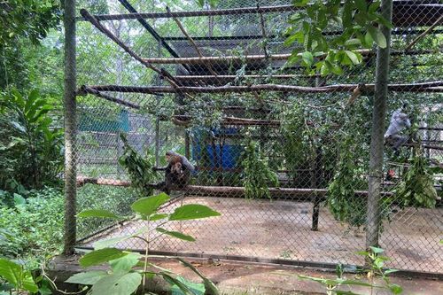 Gia tăng tội phạm hình sự về động vật hoang dã