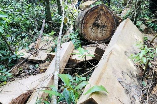 Gia Lai: Một đảng viên bị khai trừ vì trực tiếp cưa hạ gỗ ở rừng đặc dụng