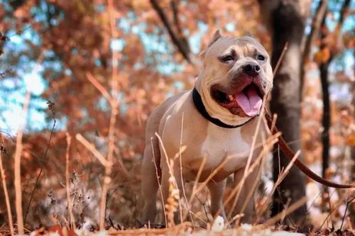 Chó Pitbull nguy hiểm số 1 thế giới, nhiều nước cấm nuôi