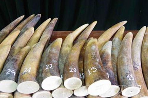 Nâng cao nhận thức phòng, chống rửa tiền trong buôn bán động vật hoang dã