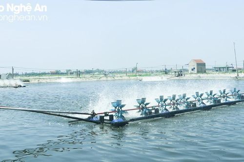 Gặp nhiều bất lợi, người dân Quỳnh Lưu giảm mạnh diện tích nuôi tôm