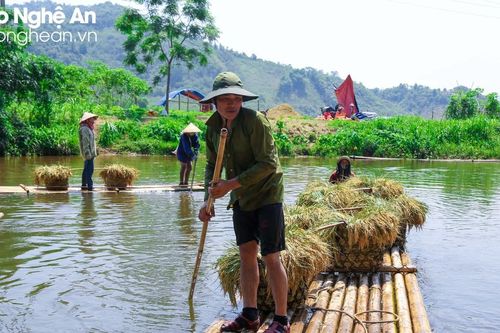 Nông dân Quế Phong vượt sông thu hoạch lúa dưới nắng nóng