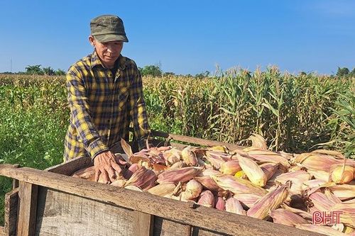 Nông dân Nghi Xuân 'đội nắng' thu hoạch ngô xuân