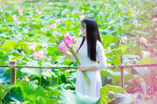 Ngát thơm mùa sen đầu hạ ở Hà Tĩnh