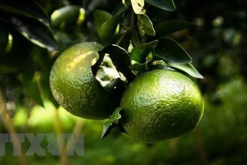Trái cây rớt giá, các nhà vườn ở Trà Vinh lao đao vì thua lỗ
