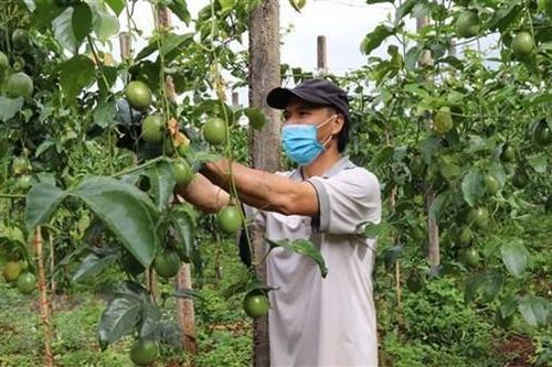 Giá chanh ở Đồng Tháp tăng trong mùa nắng do nhu cầu tiêu thụ cao