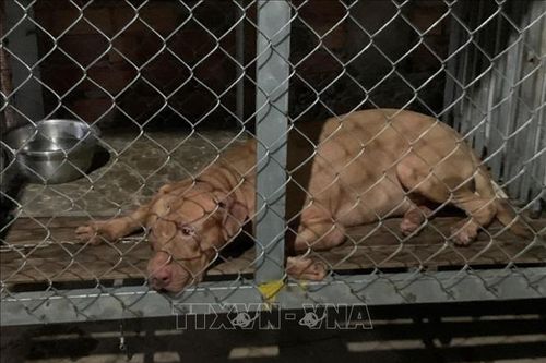 Cụ bà tử vong thương tâm vì chó Pitbull cắn