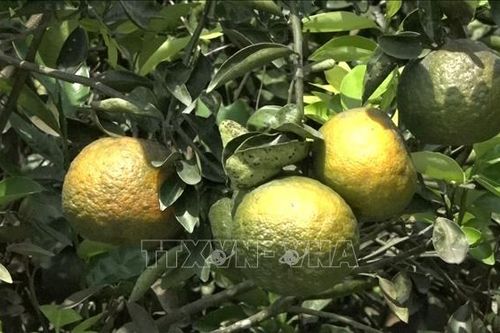 Nhà vườn lao đao vì cam sành, xoài, bưởi rớt giá