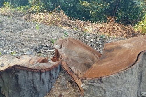 Phá rừng tại huyện Vũ Quang: Đang điều tra làm rõ đối tượng