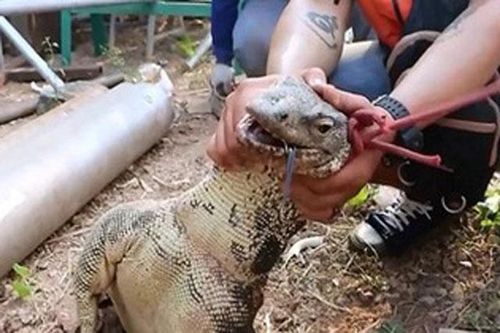 Đôi kỳ đà khổng lồ bị bắt vì giao phối dưới nền nhà máy