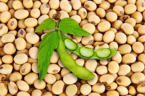 Cung giảm so với dự báo, thị trường đậu nành kỳ vọng tăng giá