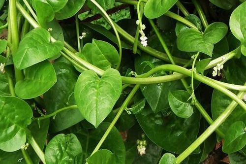 Rau mồng tơi giải nhiệt và là vị thuốc quý