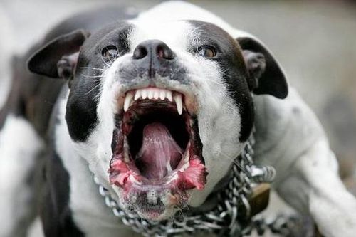 Nếu bị chó PitBull tấn công thì tự vệ thế nào?
