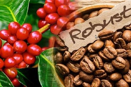Hành trình tìm lại vị thế hạt cà phê robusta Việt