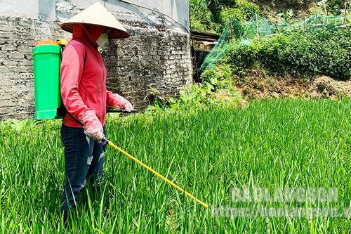 Tập trung phòng, trừ sâu bệnh hại lúa xuân