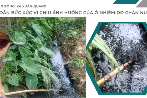 Thôn Làng Bông, xã Xuân Quang người dân bức xúc vì chịu ảnh hưởng của ô nhiễm do chăn nuôi